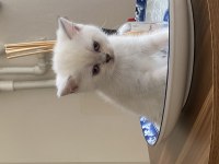 Harika chinchilla sevecen yavrularımız