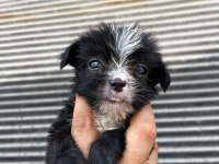 Terrier bebeklerimiz teslime hazırlanıyor