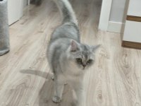 Sevimli kedimiz dino muza kalıcı yuva arıyoruz