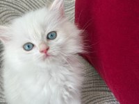 British Longhair Dişi Yavrular