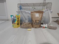 Full + Full Evcil Sultan Papağanı