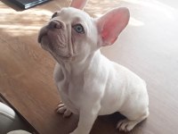 Üst düzey exotic french bulldog 4 aylık erkek
