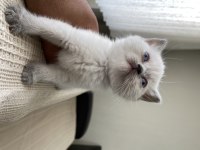 British Shorthair Bebekler Yeni Ailelerini Bekliyor