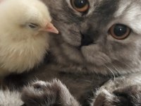 Acil satılık scottish fold