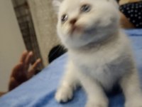 Blue point british shorthair
