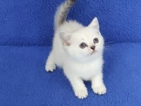 YENİ YUVASINA GİTMEYE HAZIR  BRİTİSH PONÇİK