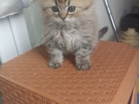 British longhair yavrumuz yeni ailesini bekliyor