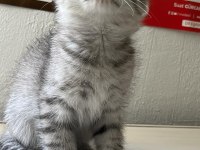 Scottish fold
