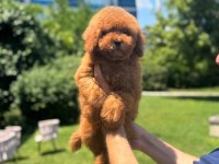 Toy Poodle Bebek Köpekler