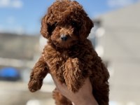 En gÜzel aşılı pasaportlu toy poodle yavrular