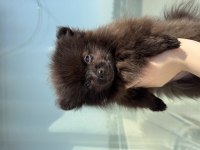 Pomeranian 3 Aylık