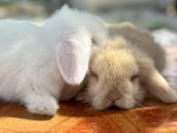 Hollanda teddy lop Beyaz Mavi göz tavşan