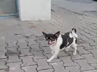 Acil uygun fiyatlı şivava