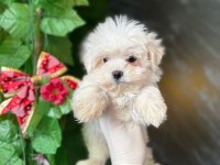 Orijinal ırk maltipoo