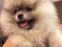 POMERANİAN KUCUK BOY BEBEKLERIM UYGUN