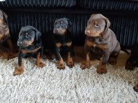 ÜST SEVİYE DOBERMAN YAVRULARI