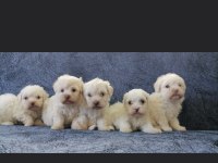 Üst Kalite Safkan Maltese Terrier Yavrular
