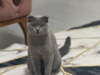 Bal gibi scottish fold kız