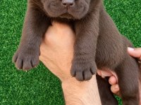 Çikolata Labrador Bebekler