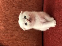 50 günlük Scottish straight ve Scottish fold yavrular
