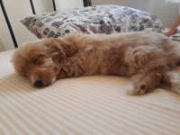 MALTİPOO ÖMÜRLÜK YUVASI ARANIYOR