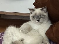5 aylık erkek kedimiz