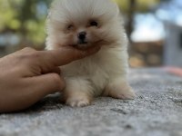 Sağlık ve ırk garantili pomeranian boo yavrularımız