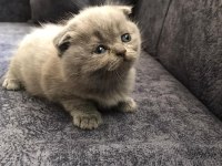 Scottish Fold