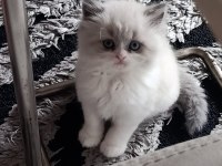 British longhair ve exotic shorthair