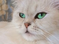 Kızımıza yuva arıyoruz british longhair