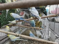 HER ÇEŞİT KUŞLARIMIZ MEVCUT MUHABBET
