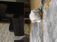 Kar beyazı 4 aylık british shorthair