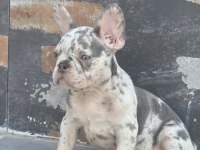 French bulldog 2 aylık köpeğimiz