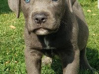 Safkan blue siyah erkek cane corso