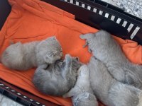 scottish fold yavru
