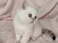 Safkan British Shorthair