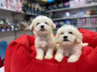 KORE TEACUP BEMBEYAZ HARİKA MALTESE TERRİER BEBEKLER