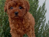 KORE KAN RED BROWN TOY POODLE