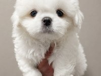 Pamuk Gibi Maltese Terrier Tuvalet Eğitimli