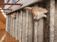 British Longhair Bebekler