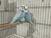 2 Yaşında Yavru Alınmış Muhabbet Kuşu Takımı