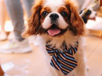 Muhteşem anatomiye sahip şecereli cavalier king charles