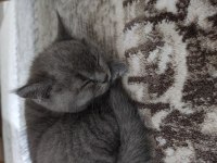 British shorthair oğlumuza yuva arıyoruz