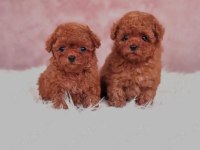 KORE TOY POODLE YAVRULARI ANKARA