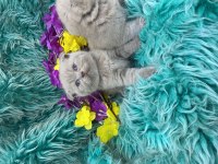 Show kalite scottish fold bebekler yeni yuvalarını arıyor