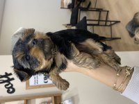 Teacup yorkshire terrier yavrular