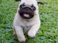 EV ORTAMINDAN SHOW KALİTE PUG MOPS YAVRULAR