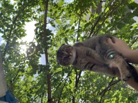 Scottish Fold ve British Shorthair 3 aylık yavrularımız