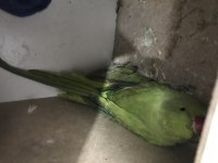 Garantili Pakistan Papağanı Takım