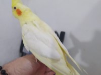 Satılık sultan papağanı erkek